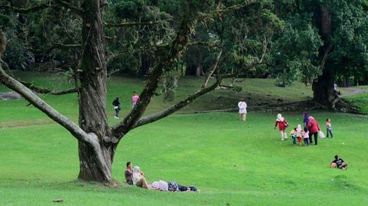 Tips Berkunjung ke Kebun Raya Cibodas