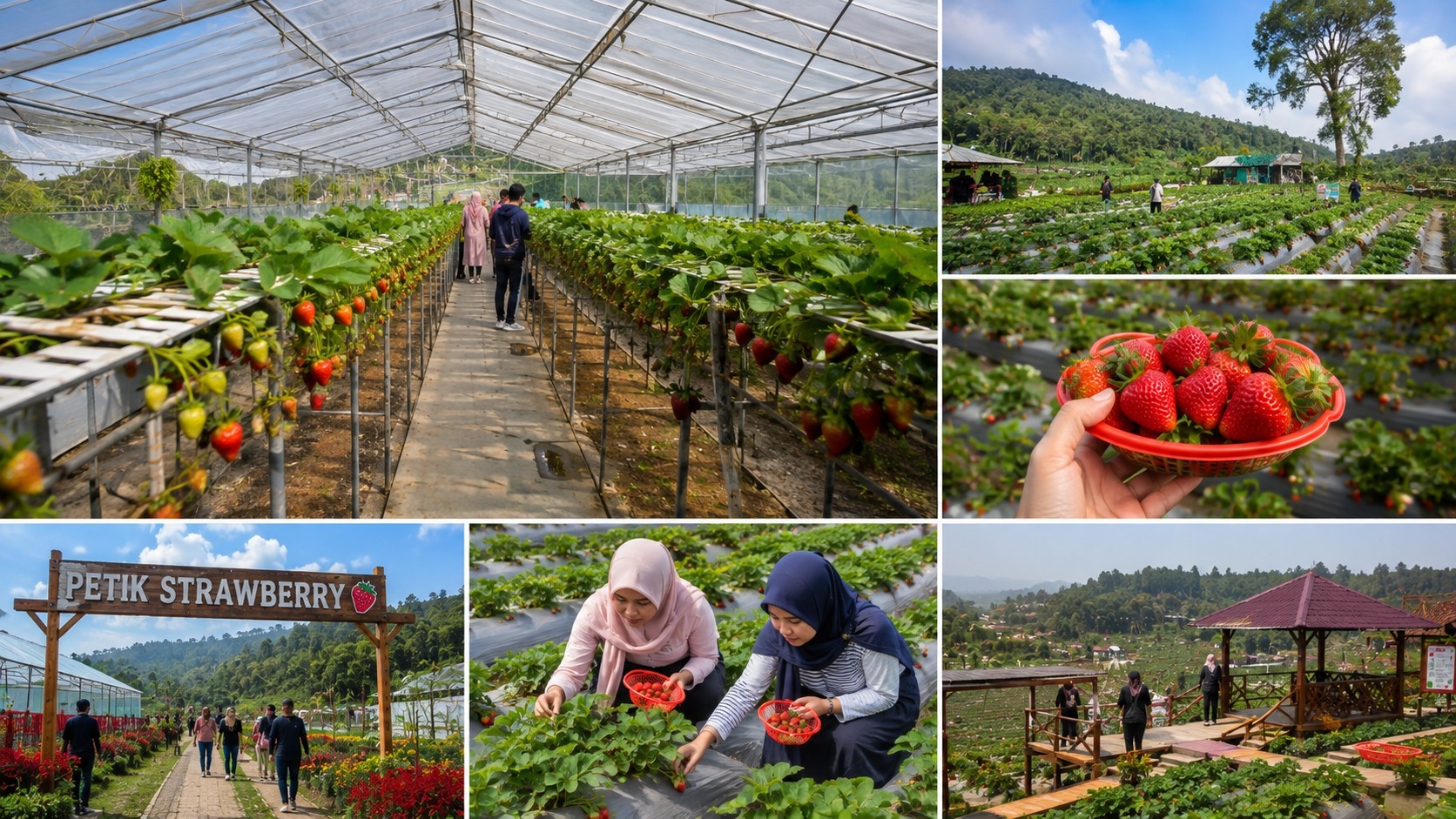 5 Tempat Petik Strawberry Ciwidey