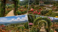 Kebun Mawar Situhapa Samarang k